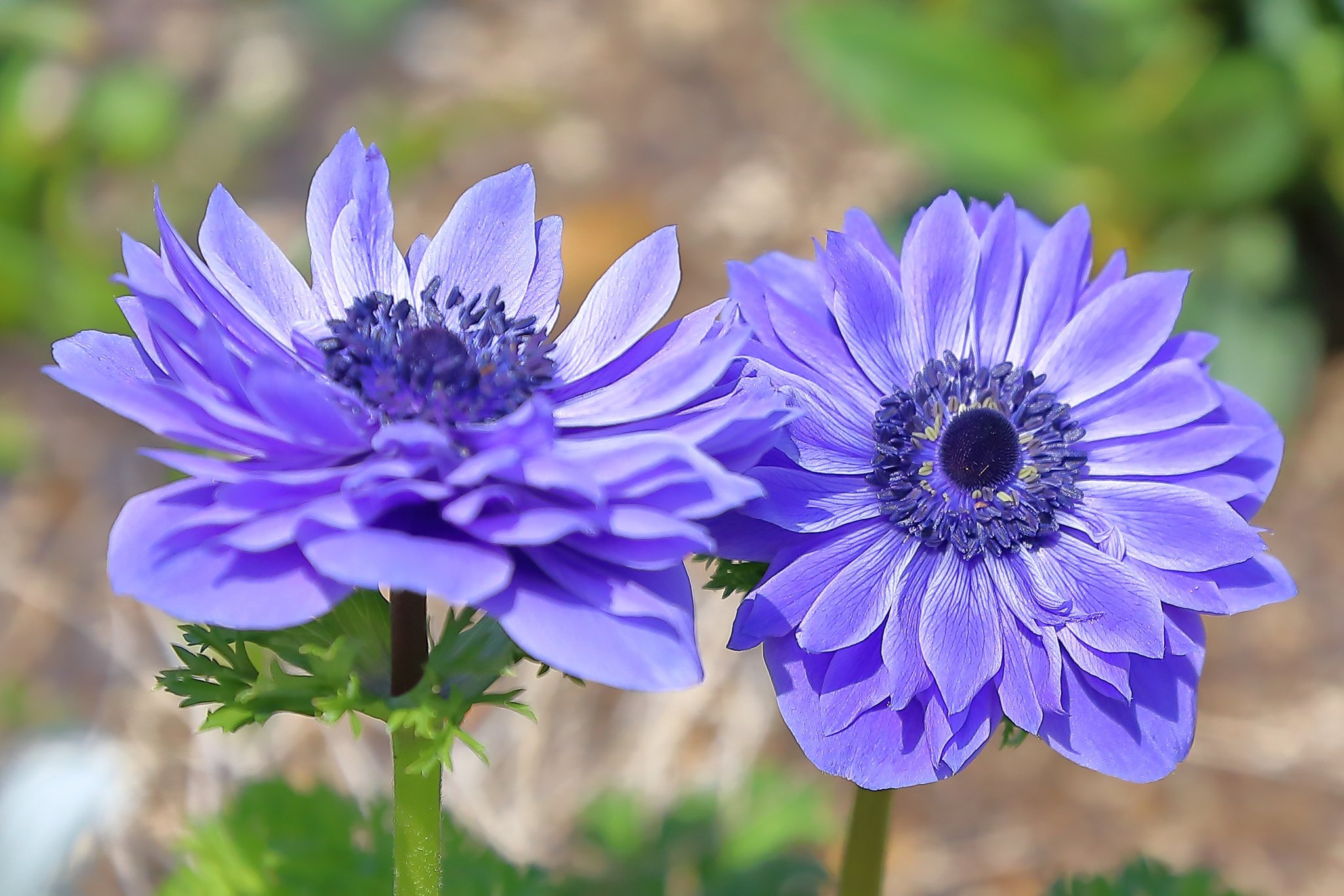 花が好きな人と繋がりたい Twitter Search Twitter