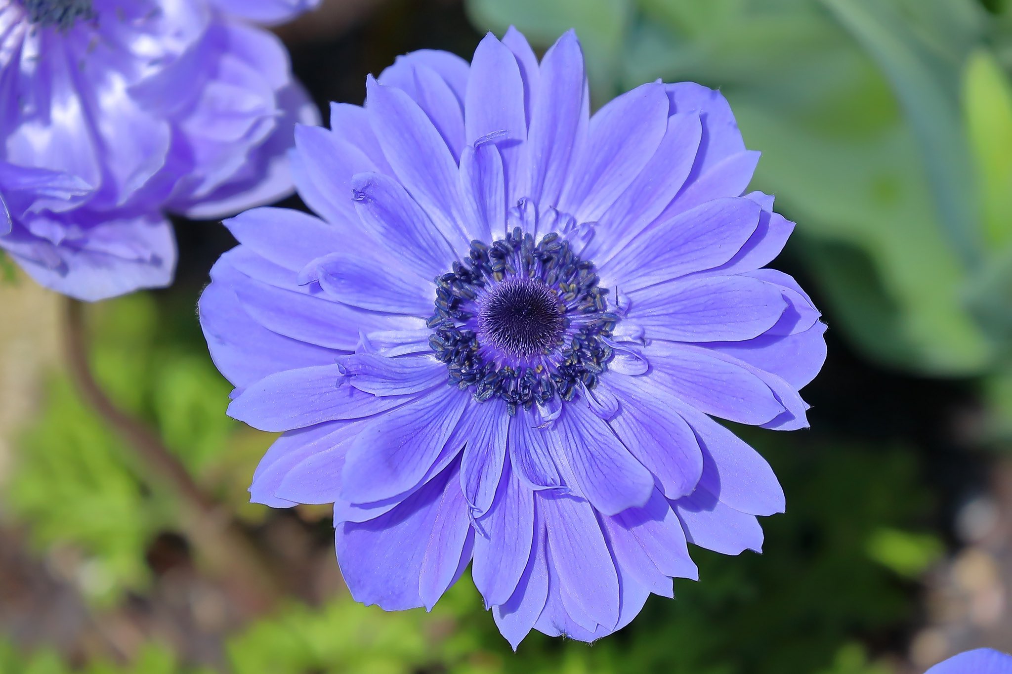 花が好きな人と繋がりたい Twitter Search Twitter