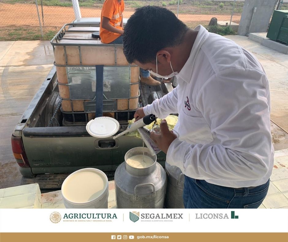 LecheBienestar's tweet photo. El objetivo del programa #PreciosDeGarantía es impulsar la producción de alimentos básicos y fortalecer la economía de los pequeños productores del campo https://t.co/0K3Ibos4QE