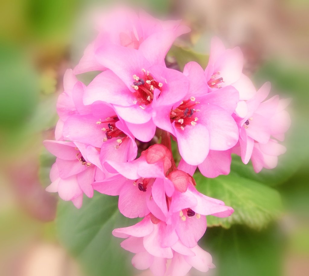 Twitter এ Lala 𓍯𓈒𓏸 深い愛情𓍯𓈒𓏸 ヒマラヤユキノシタ 花言葉 花壇の花 花のある暮らし おはようございます T Co Jq6pg1leae ট ইট র Twitter এ Lala 𓍯𓈒𓏸 深い愛情𓍯𓈒𓏸 ヒマラヤユキノシタ 花言葉 花壇の花 花のある暮らし おはようございます T Co Jq6pg1leae ট ইট র