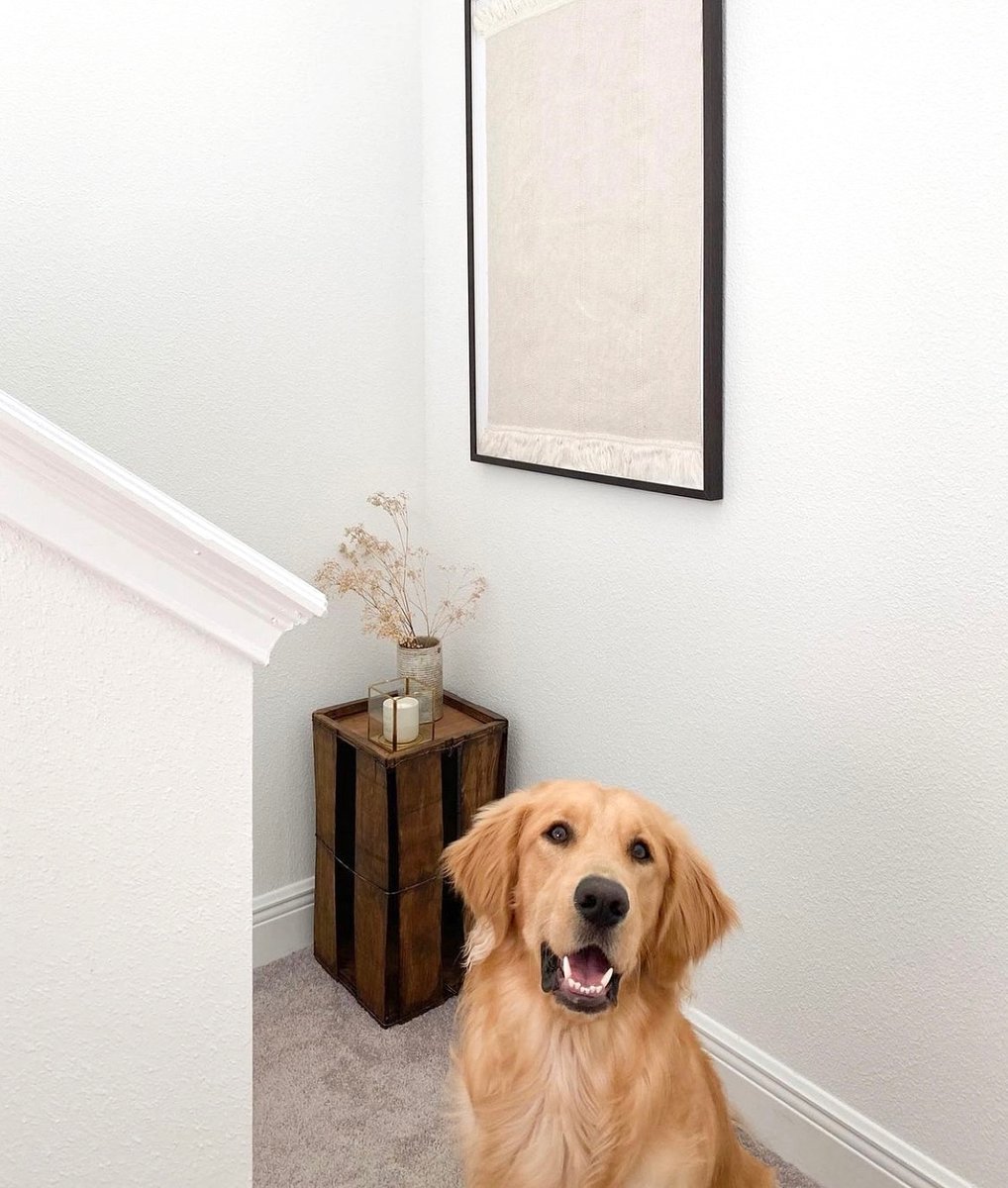 Happy #NationalPetDay to all of the animals getting to live with us rent free⁣
🐶🐱🐹🐾🐠🐢🦜⁣

#DomainHomes #DogsOfTwitter #GoodBoy