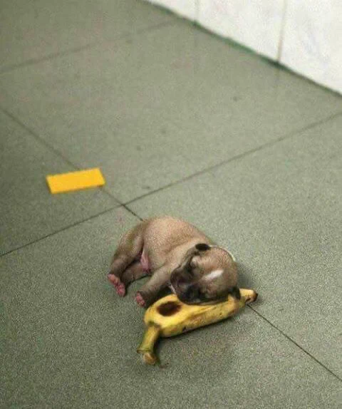 oh to be a tiny sleepy puppy with a banana pillow and cheese blanket 