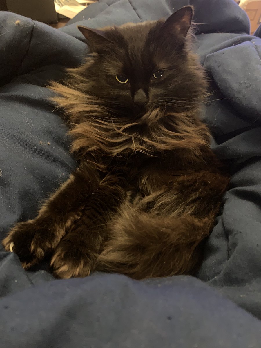 KatWall's tweet image. I hear it is #NationalPetDay so I wanted to gift you all with a photo of the cutest little fluffy one. My girl Lukie.