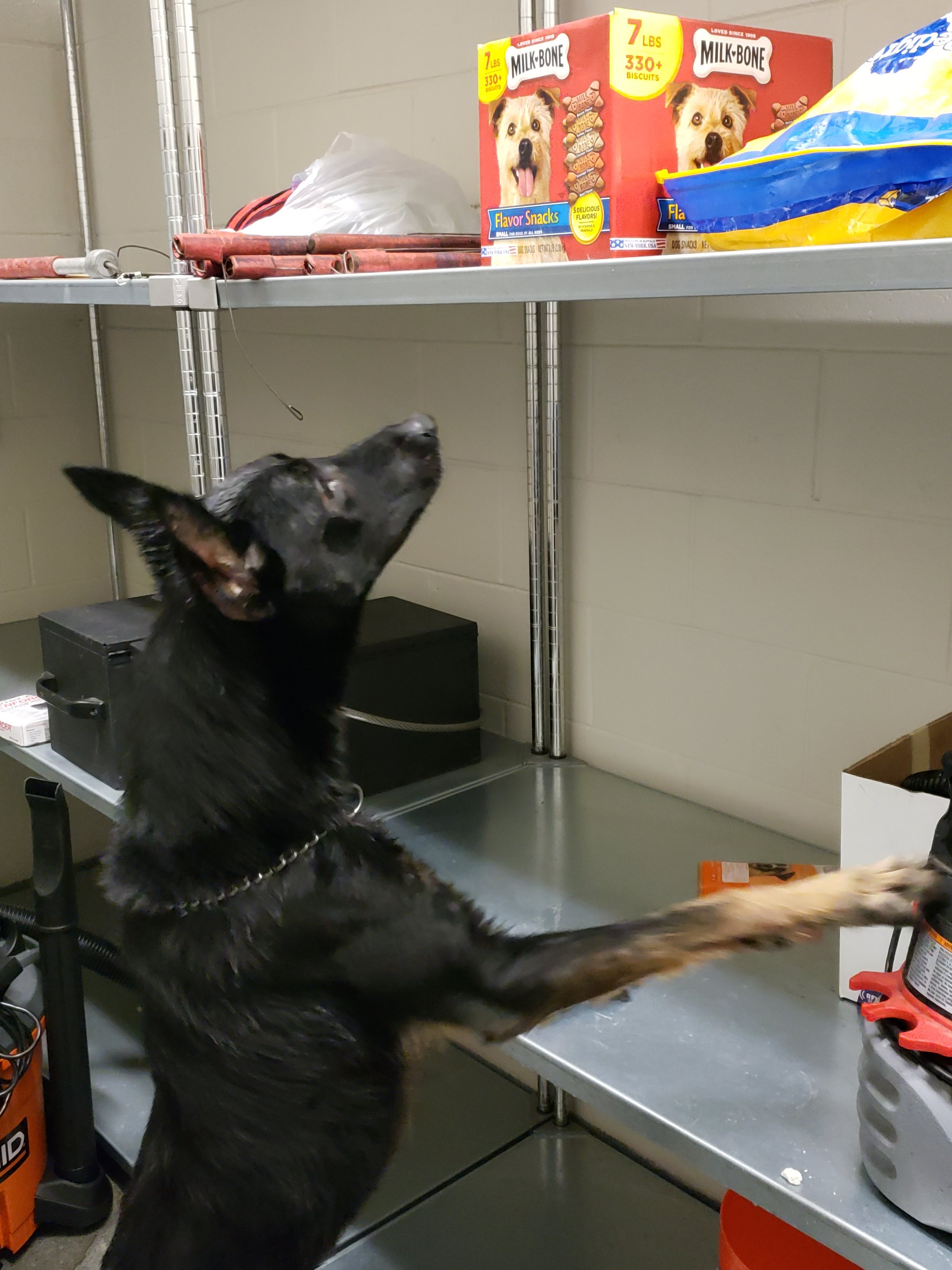 How Much Is Petco Self Service Dog Wash