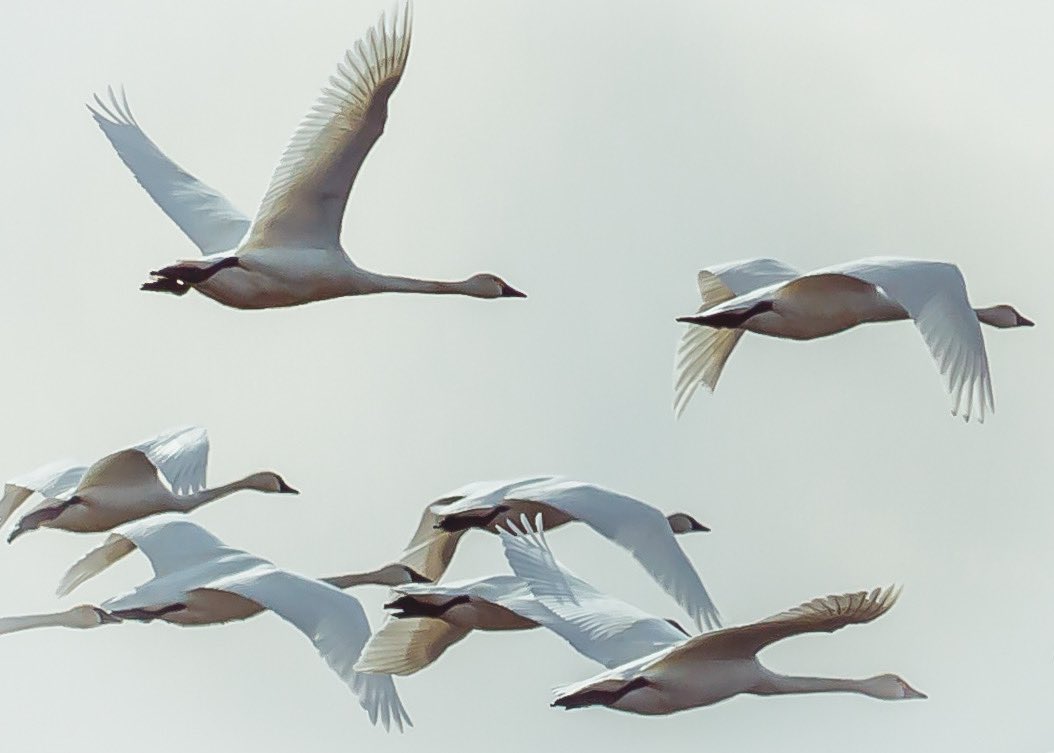 John Schneider (@foodafieldpod) on Twitter photo Trumpeter Swans landed in our field yesterday afternoon. I managed a couple shots. <a href="/kevinkossowan/">Kevin Kossowan</a> took my raw photos and did some post editing on the close up pic. Beautiful birds on their migration to the breeding grounds. Trumpeter Swans landed in our field yesterday afternoon. I managed a couple shots. <a href="/kevinkossowan/">Kevin Kossowan</a> took my raw photos and did some post editing on the close up pic. Beautiful birds on their migration to the breeding grounds.