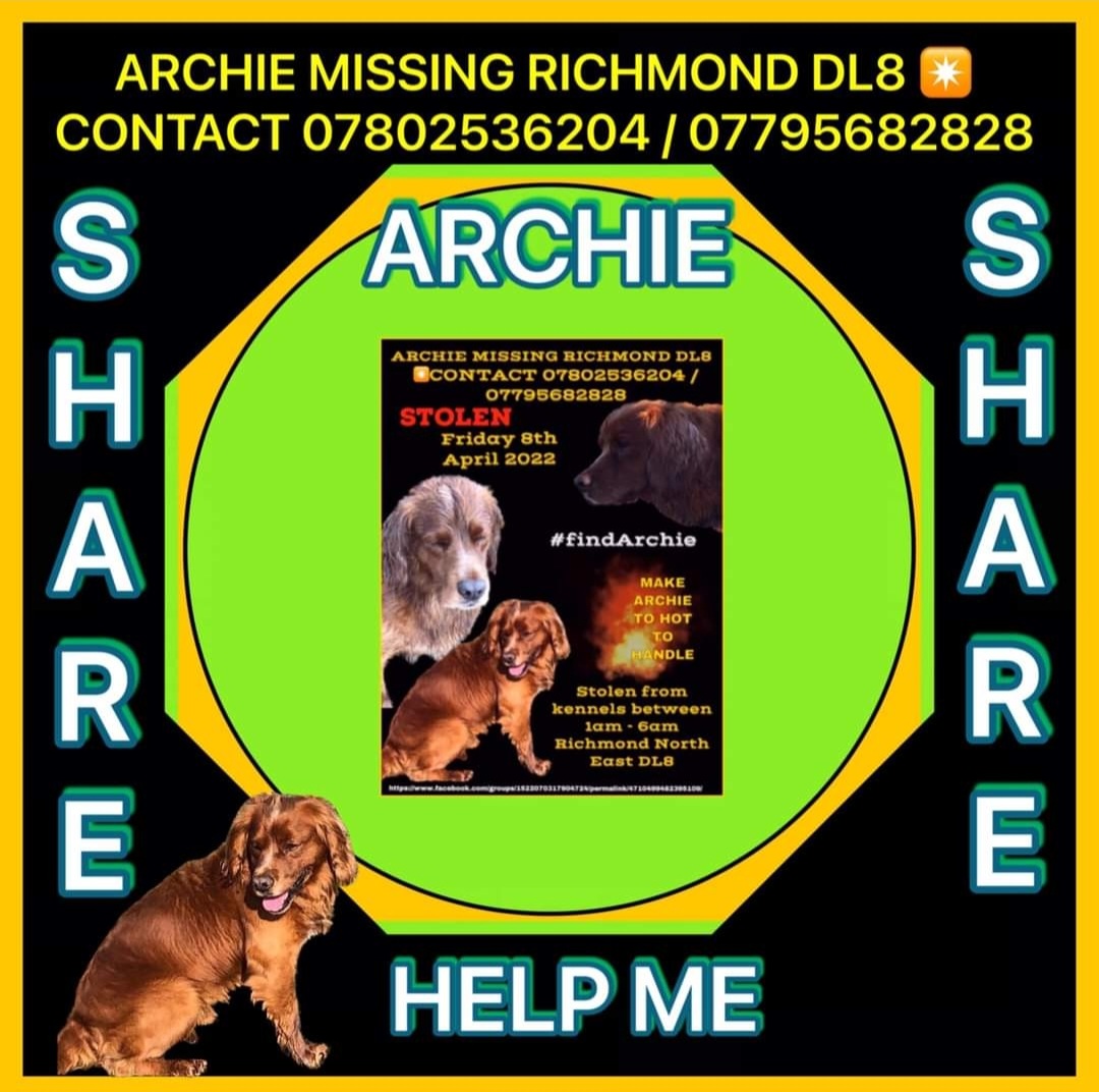 HumphriesRita's tweet photo. #findArchie #stolen 8/4/2022 #Richmond #DL8 area. Taken from his kennel betweem 1am and 6am #MakeTooHotToHandle #share #tweet help get Archie home @PeterEgan6 @rickygervais @realmartinkemp @shirleykemp33 @RealPOGDogs https://t.co/feqDtZLy6a