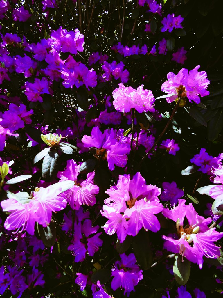 BraveClaire's tweet photo. Spring🌸🍀 https://t.co/90ueQO9lxn