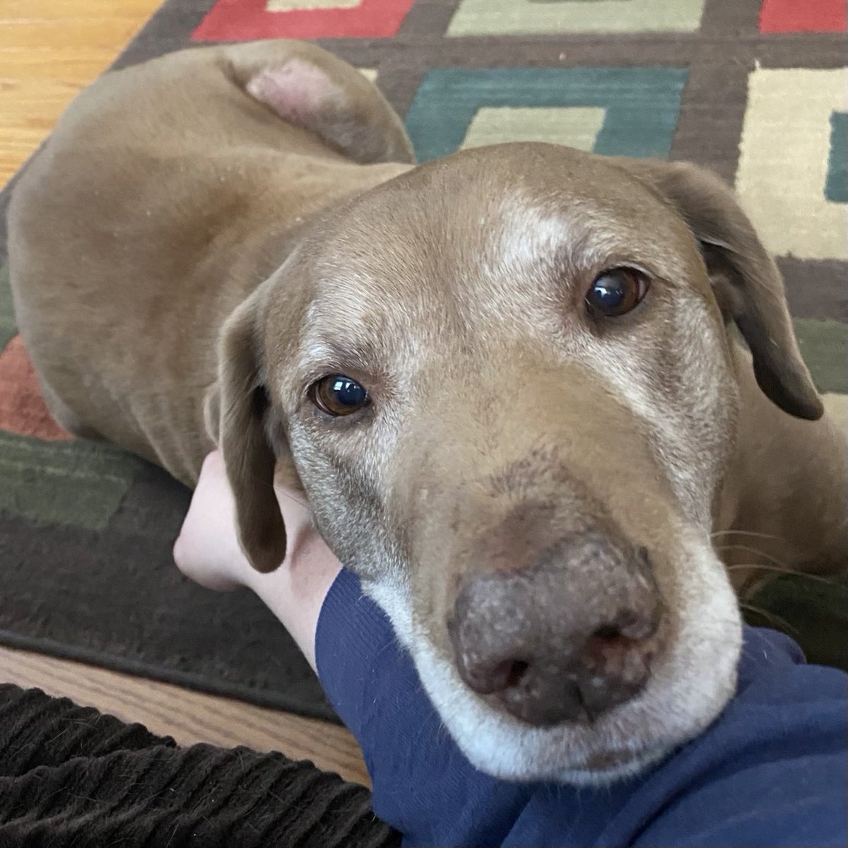 Happy #NationalPetDay to this handsome fellow who definitely got extra treats today 🐶🦴🐾❤️ ⁦<a href="/WGME/">CBS 13 News</a>⁩