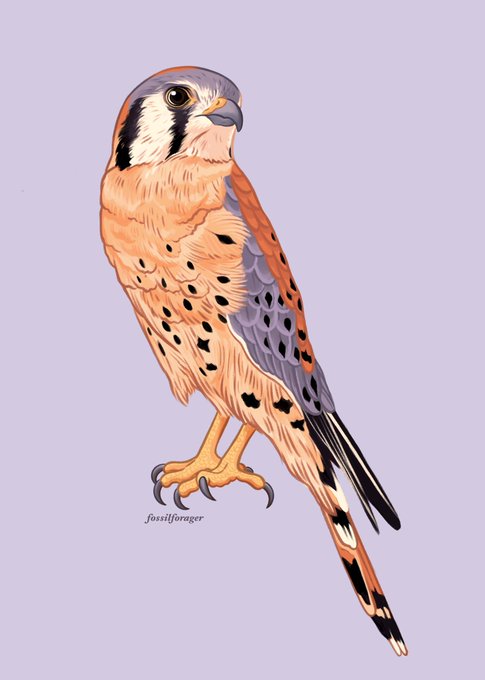 American kestrel 🪶✨ 