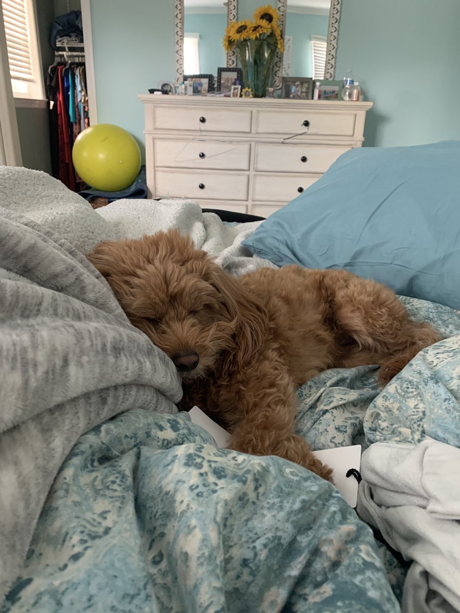 martinaf678's tweet photo. @ILovePralines Happy #NationalPetDay #winpralineswednesday @sixfortheroad https://t.co/z7e2t1pVHs