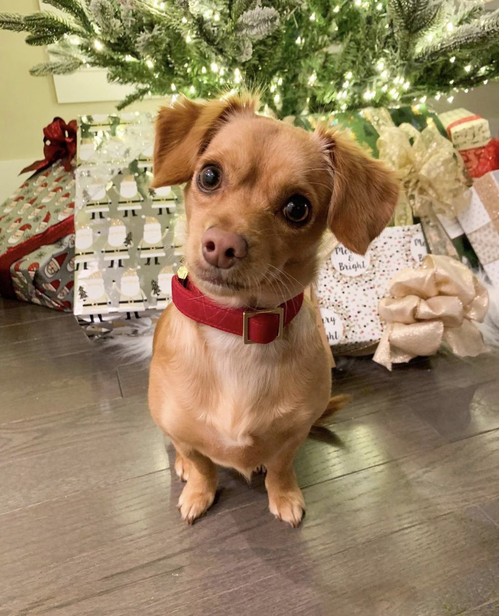 Let’s be real, every day is #NationalPetDay 🐾