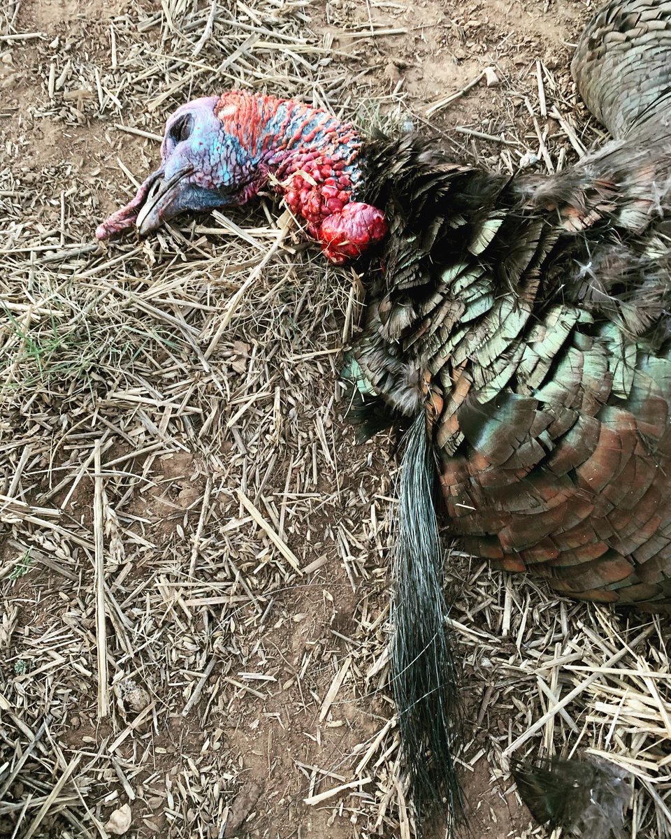 Rio down it Texas #apexammo #riograndeturkey #Mossberg #cantstoptheflop #texasturkeyhunting #mossyoak #bottomlandcamo