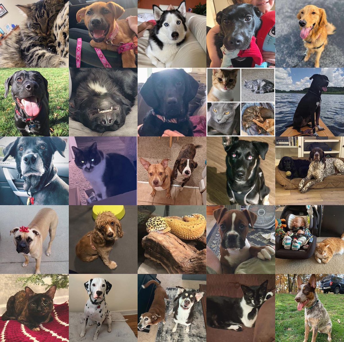 JEARLogistics's tweet photo. The most adorable Monday ever has arrived… Happy National Pet Day!!! The #PetsofJEAR are celebrated every day by our animal-loving work family, but today they deserve an extra special shout-out😍 #JEARLogistics #nationalpetday https://t.co/f5DCl4LeLx