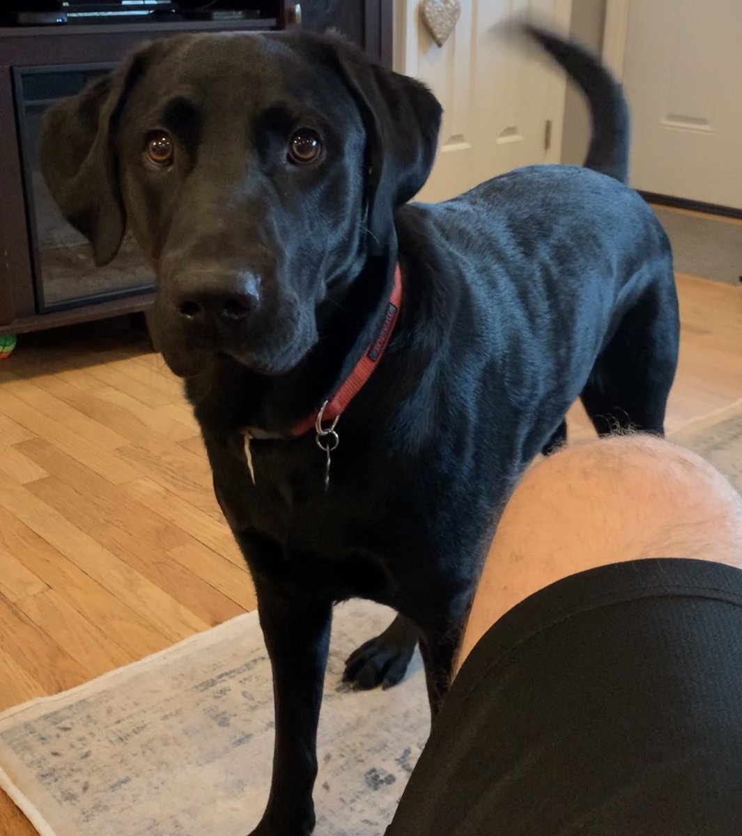 #NationalPetDay Tucker 🐾