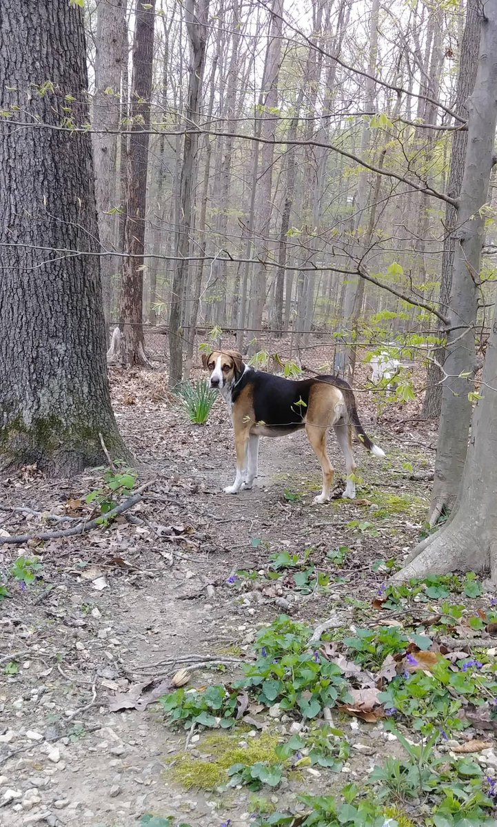 Hoping everyone is having a wonderful spring break! I know Dakota and I are. 😁 Exploring trails today. Manassas Battlefield was our favorite. I know <a href="/GofourthSnyder/">Ashley Snyder</a> would approve!