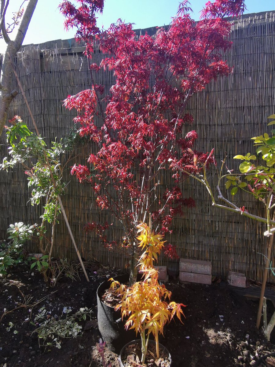 #GardensHour Spring Maples