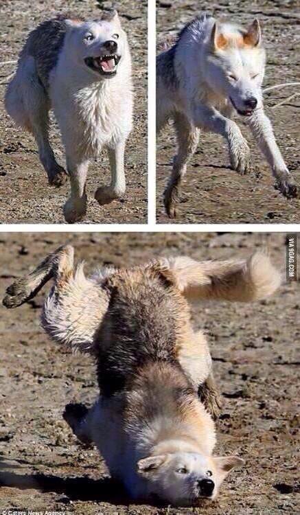 wolfmaster018's tweet photo. Pretty much how my day is going today. 

#derp #moonmoon #oneofthosedays https://t.co/tvk3CgOFBS