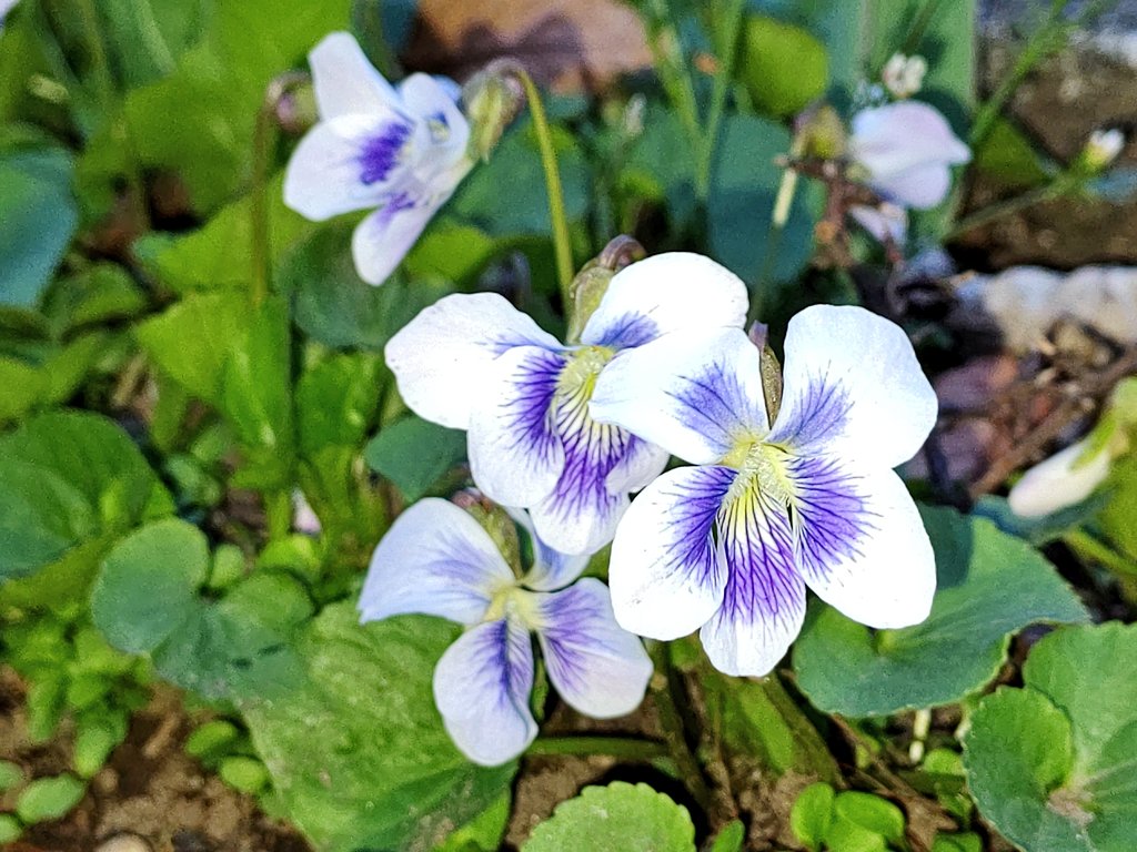 くーちゃん コレでも同種 アメリカスミレサイシンの花 元々は ビオラ プリケアナ ビオラ パピリオナケア と 別種とされていたのが ビオラ ソロリアと同種だ という事で一つの種にまとめられたそうな 確かに葉は同じっぽいですね アメリカ