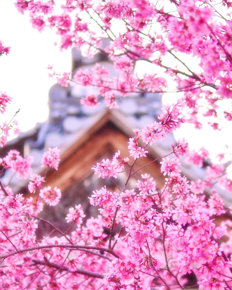 chitaka45's tweet photo. 長徳寺　桜

#kyoto #京都　#長徳寺　#temple #cherryblossom  #そうだ京都行こう https://t.co/uSHfZSmSZC