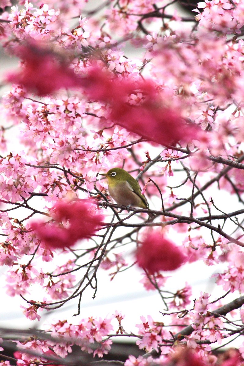 chitaka45's tweet photo. 長徳寺　桜
#kyoto #京都　#長徳寺　#temple #cherryblossom #そうだ京都行こう https://t.co/DiSpCATmvp