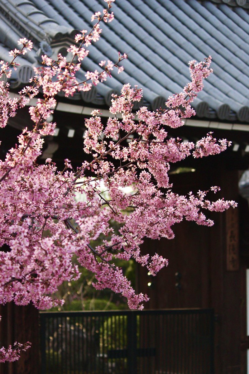 chitaka45's tweet photo. 長徳寺　桜
#kyoto #京都　#長徳寺　#temple #cherryblossom #そうだ京都行こう https://t.co/DiSpCATmvp