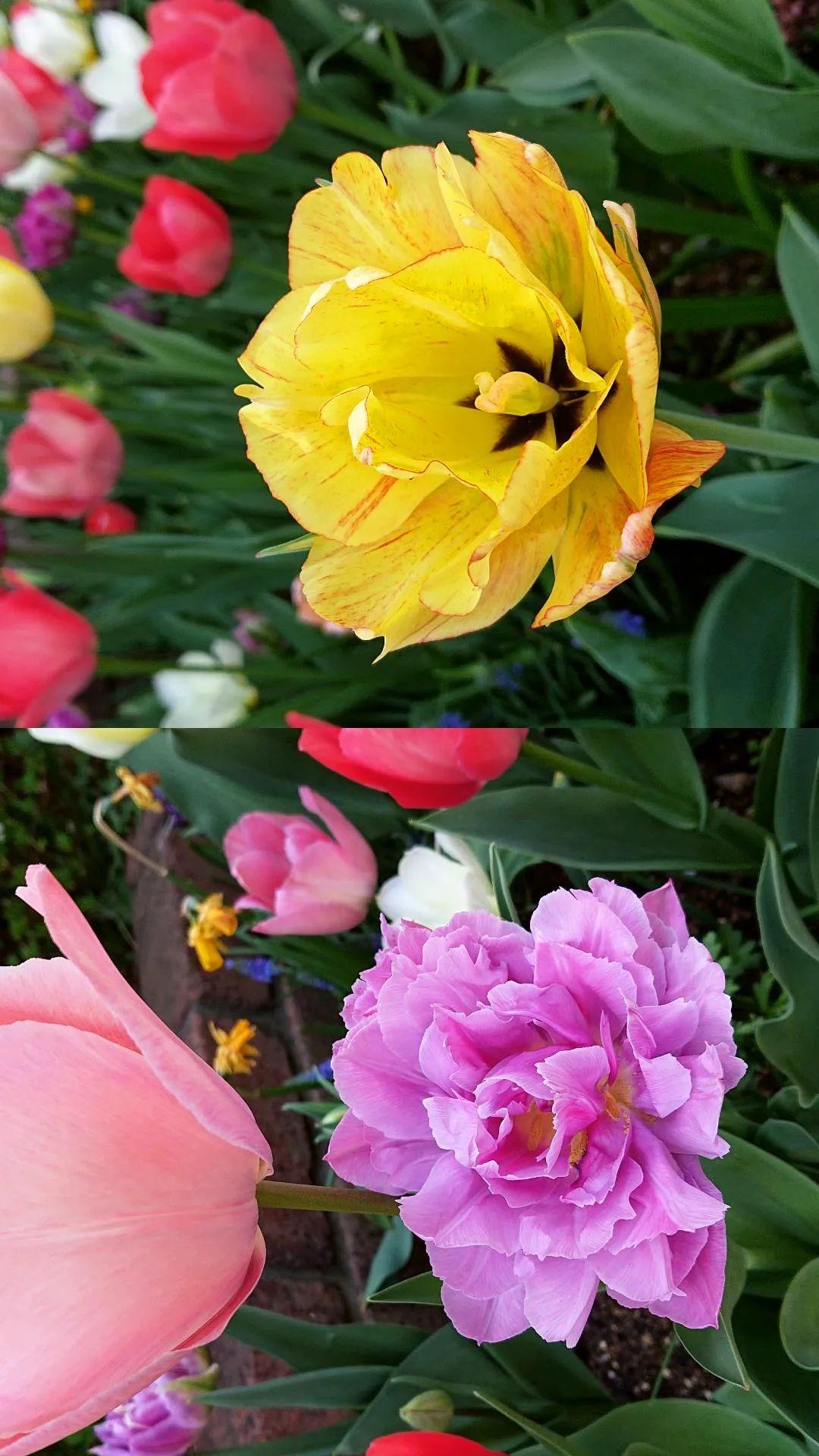 素敵な花 Twitter Search Twitter