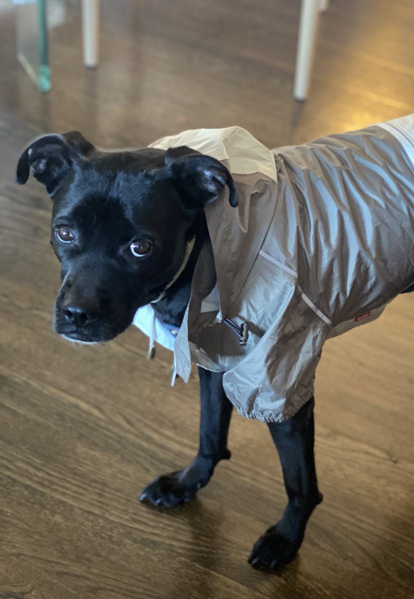 maybeitsmagic's tweet photo. ok my BEST nyc purchase was this henley + windbreaker combo for oliver 😍
💯worth it, #reddypets take my moneyyy https://t.co/W9m1BVVHYM