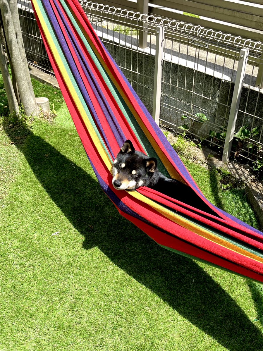 mameshibatora39's tweet photo. お庭にハンモック
気に入ってくれたみたい✨

#ハンモック犬
#柴犬
#豆柴
#まめしば
#Shiba
#豆柴好きと繋がりたい https://t.co/pN2Q250eo5