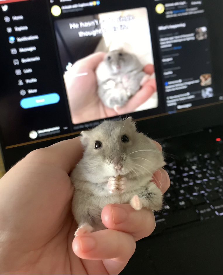 biscuitandbippo's tweet image. he does not know about his internet fame