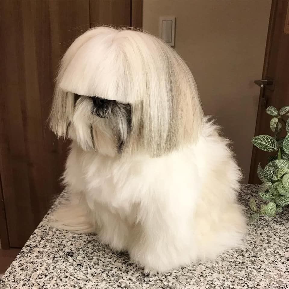 my dog raphael is lost. i’m offering a $50,000 reward dead or alive. please help me get him back… twitter do ur thing