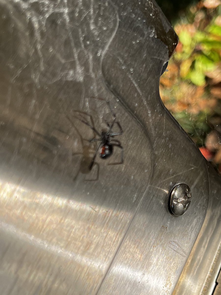 muyskerm's tweet photo. Ok, let’s get the grill out for the first time this year! Makin some burgers!

*finds black widow spider under grill cover*

Never mind, burn it all down, this house will never feel safe again. 

Sorry it’s blurry, I was running away https://t.co/qkVIJkEGUd