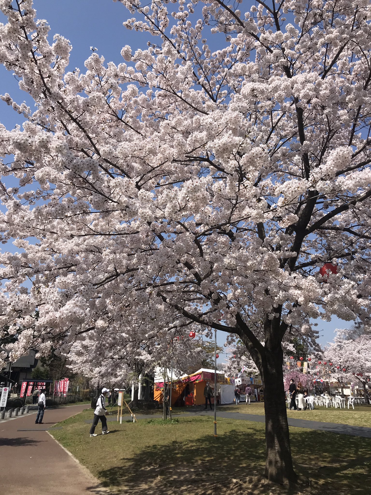 西公園お花見 Sendai Ohanami Twitter