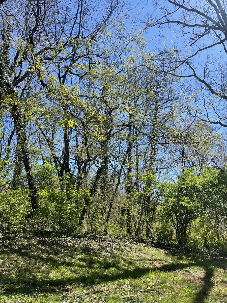 Debmitch63's tweet image. #springinvirginia #spring