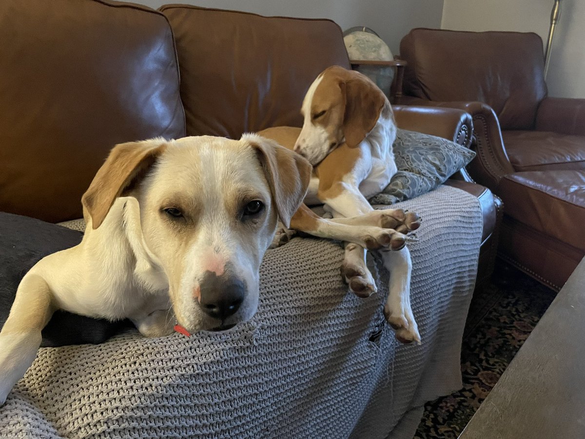 Lee_L_Ewing's tweet photo. My dog adopted a dog, and he’s already struggling on day three. Happy National Pet Day. https://t.co/JlGL4Wb3KV