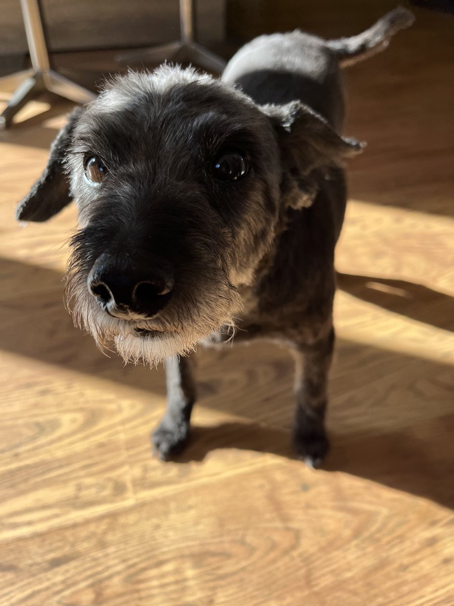 MarkJuLidd50's tweet photo. Polly the PatterDoodle https://t.co/KYnamP54IQ