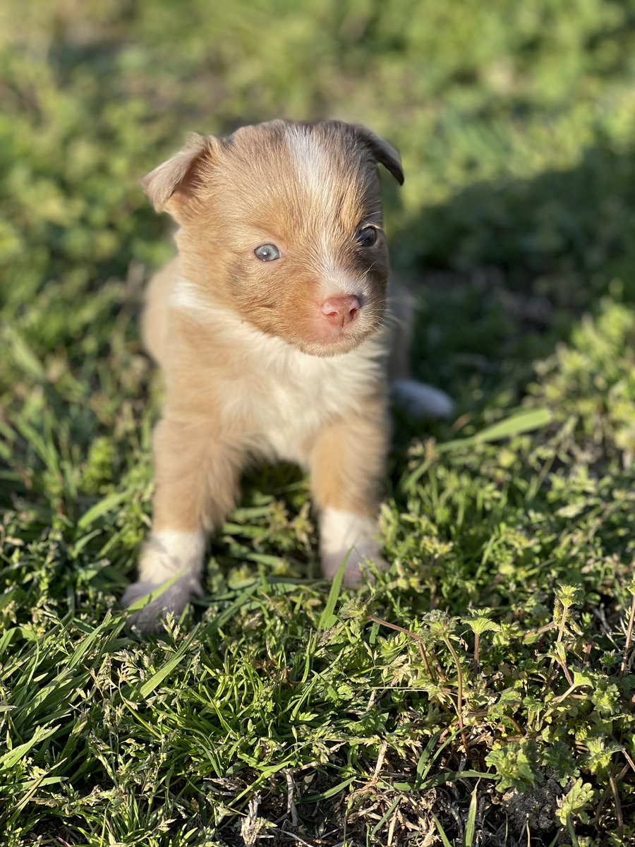 pnwillson's tweet photo. ✨Mini Aussies✨
Ready on 4/19
Message me for more info, pics, and prices!!🥰 https://t.co/AxHy0ZcO7q