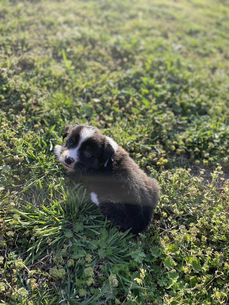pnwillson's tweet photo. ✨Mini Aussies✨
Ready on 4/19
Message me for more info, pics, and prices!!🥰 https://t.co/AxHy0ZcO7q