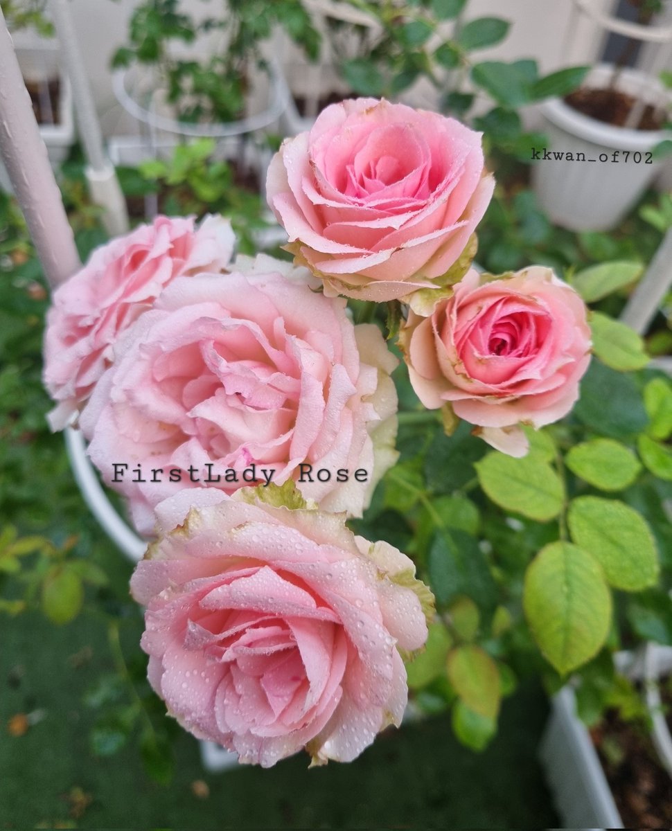 KKwan_of702's tweet photo. เอากุหลาบที่รอดจากการขาดน้ำช่วงแม่เที่ยวมาให้ชื่นใจนะแจ๊ะ #FirstLadyRose
ชื่อเหมาะกับนุชมาก ❤️🌹 #มอร์นิ่ง702
#จะหยุดยาวแต่ไม่หยุดคิดถึง
#เป๊กผลิตโชค #PeckPalitchoke https://t.co/VT2zSC2c34