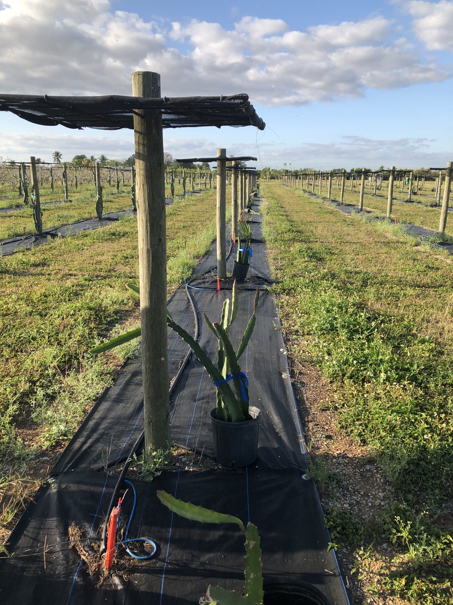 ClinicPlant's tweet image. Today we added more cultivars to our #dragonfruit 🐉#pitahaya #pitaya planting at @UFTropical. This planting will be used to monitor pest/diseases, test efficacy of fungicides, evaluate production/quality of certain varieties and more! Funding from @FDACSDPI @FDACS @UFPlantPath