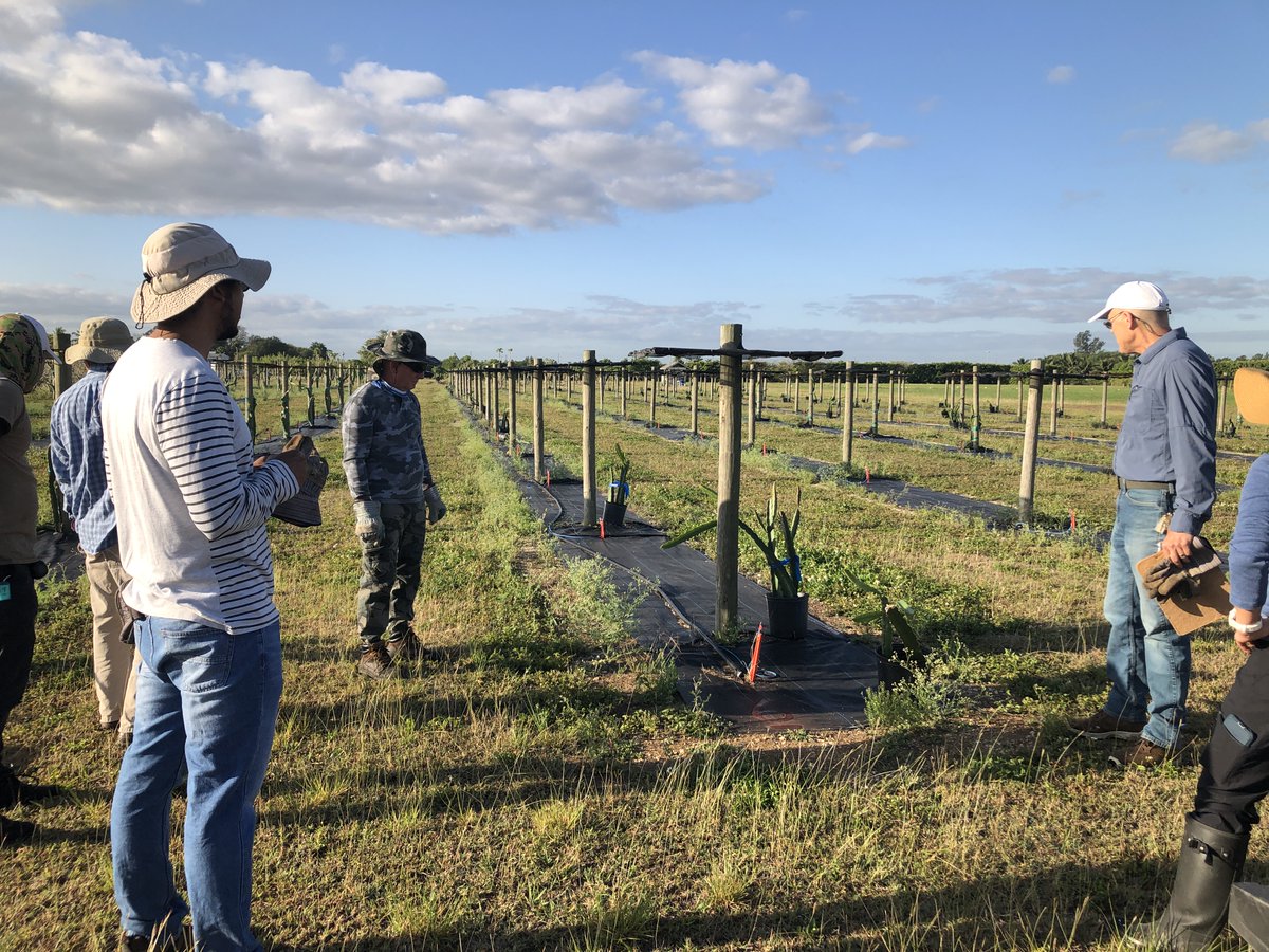 ClinicPlant's tweet image. Today we added more cultivars to our #dragonfruit 🐉#pitahaya #pitaya planting at @UFTropical. This planting will be used to monitor pest/diseases, test efficacy of fungicides, evaluate production/quality of certain varieties and more! Funding from @FDACSDPI @FDACS @UFPlantPath