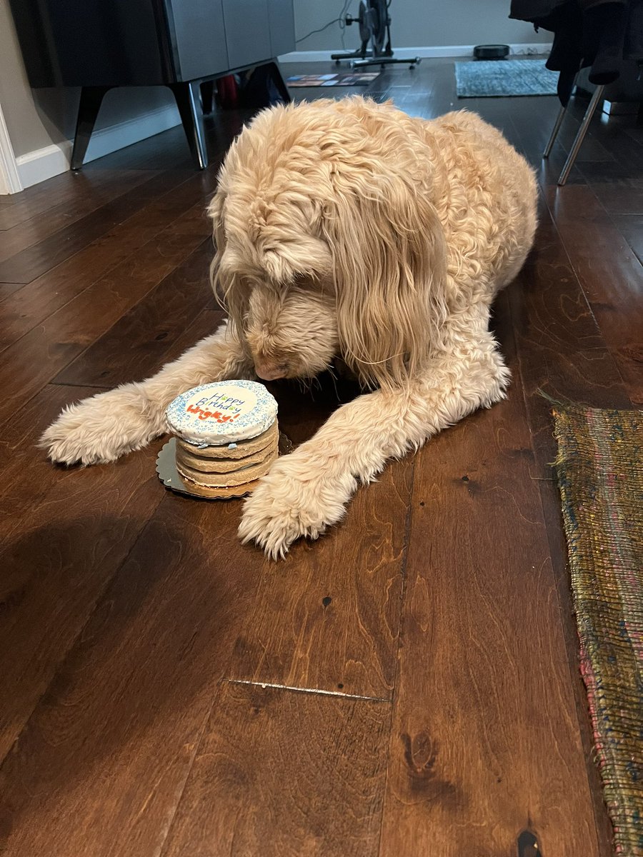 JessicaCookTV's tweet photo. Happy birthday Wrigley!! We love you so much ❤️🎂 https://t.co/ENuYPI7LjX