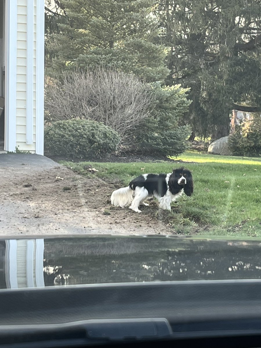 joenardecchia's tweet photo. @bobforgovernor Happy pet day! But this is what I came home to. https://t.co/GMnoujnLQ8
