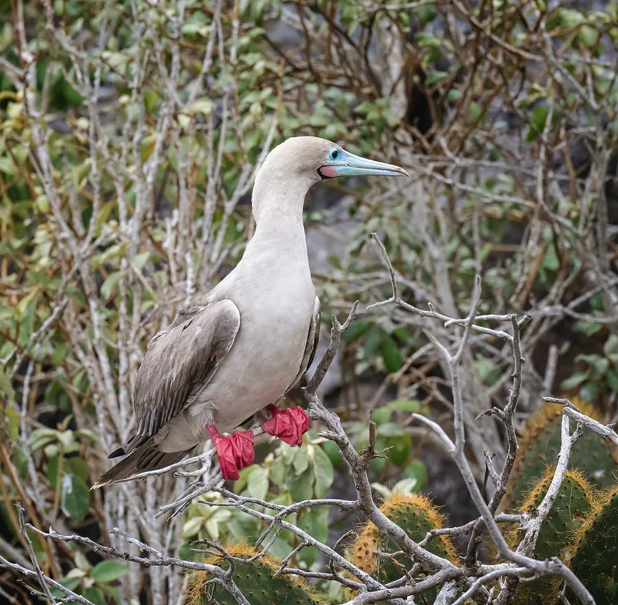 joancarroll's tweet photo. Galapagos Red Footed Booby! https://t.co/l9kdVAmiVC #galapagos #redfooted #red #booby #bird #wildlife #wildlifephotography @joancarroll https://t.co/FiKRvUBgkX