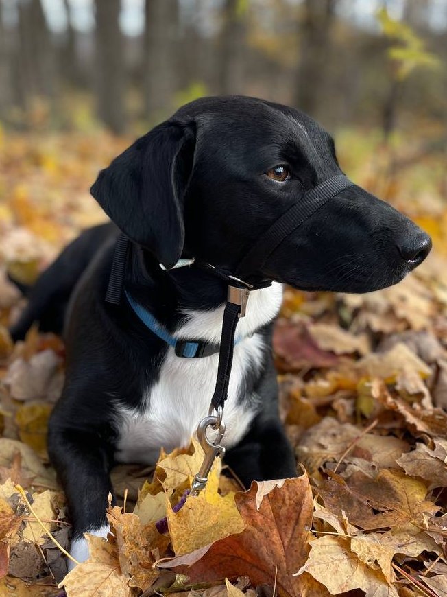 ReadyChek's tweet photo. It's #NationalPetDay say hello to Cosmo he's the
official ReadyChek mascot!
Cosmo says "Safety first, #DoYourPreTrip with https://t.co/DrWRMGdmR7"

#RoadSafety #CircleCheck #ReadyChekGo #DVIR #MTO #CVOR https://t.co/WOTuXhDnFk