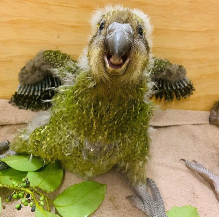 Something to cheer people up on a rainy Tuesday

This gorgeous kākāpō chick is blissfully unaware of the trial and tribulations of the world at large

A MASSIVE shout out to all the team at The Dunedin Wildlife Hospital doing such awesome work

📷 WHD #kakapo #birds #parrots