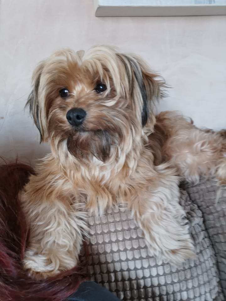 The_Animal_Team's tweet photo. #Missing #Yorkie last seen by #Brandesburton golf course, #EastRidingOfYorkshire #YO25 area, 11/4/22. https://t.co/6jhRhK7uYU #MissingDog #dogsoftwitter #LostDog https://t.co/34MtlZ855v