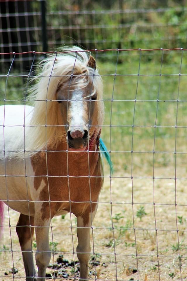 CFA_United's tweet photo. We’ve all had bad hair days. Except Mr. B. He’s had #Neigh! 😉
#MrB #NoBadHairDays #PetsofCFA #RainbowRescueRanch #CFAChico
Send us your furry friends photos! National #PetDay is everyday at CFA! #PetsofCFA #WhoruntheworldPETS #JoinCFA https://t.co/kTQS1WhnEU