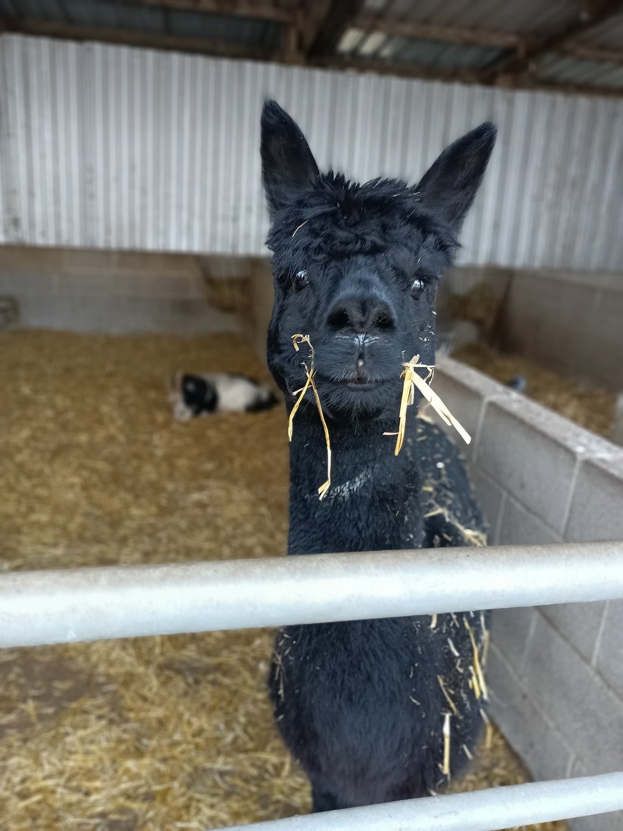 Beautiful day out 🦙💚