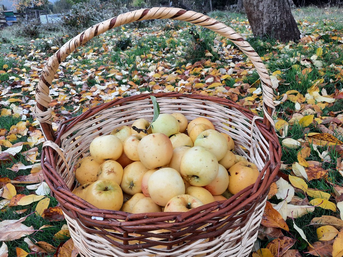 PuertoMontt_X's tweet photo. A tu guenaa cosecha de #Manzanas #AgroEcologicas, feliz, excelente día https://t.co/0Ql2HzvQNi