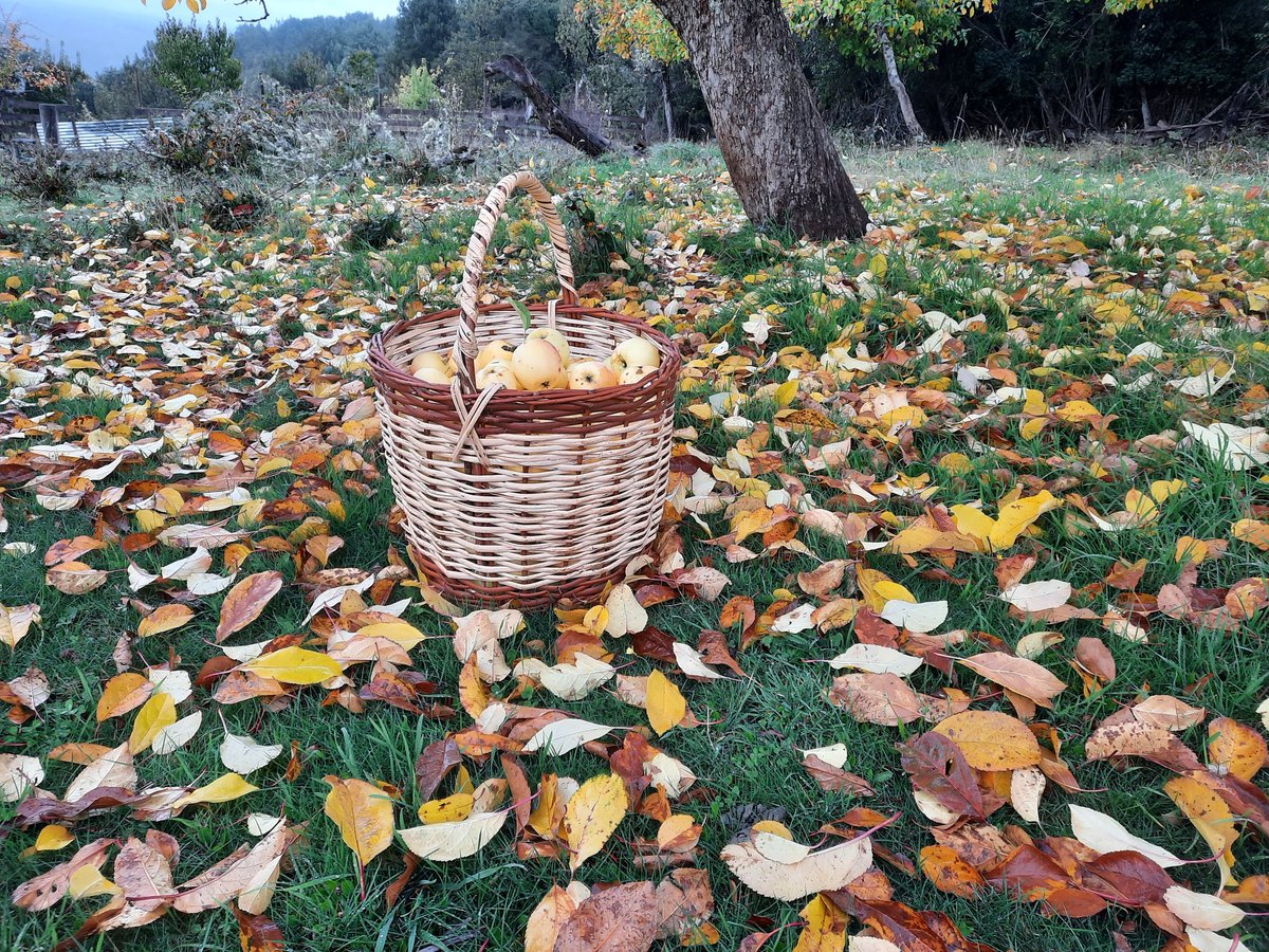 PuertoMontt_X's tweet photo. A tu guenaa cosecha de #Manzanas #AgroEcologicas, feliz, excelente día https://t.co/0Ql2HzvQNi